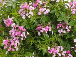 small pink flowers