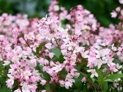 Small pinkish white flowers