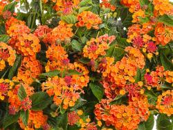 Small orange flowers