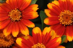 orange flower with yellow edges