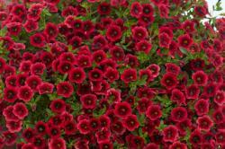 small red flowers