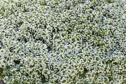 small white flowers