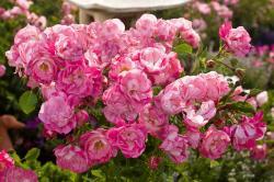 pink and white small rose flowers