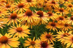 orange cone flowers