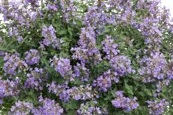 tiny sky blue flowers