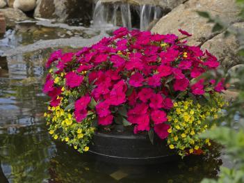 magenta impatient flowers