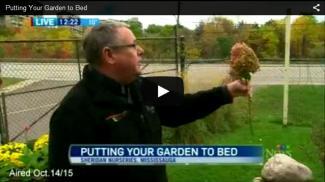 Man holding cut hydrangea flower