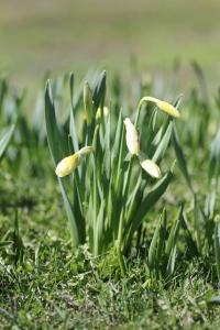 spring bulbs